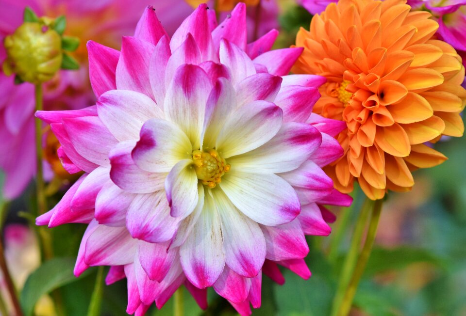 Arrangement bouquet bud