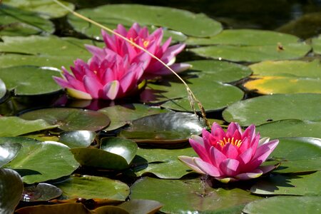 Plant water aquatic plant