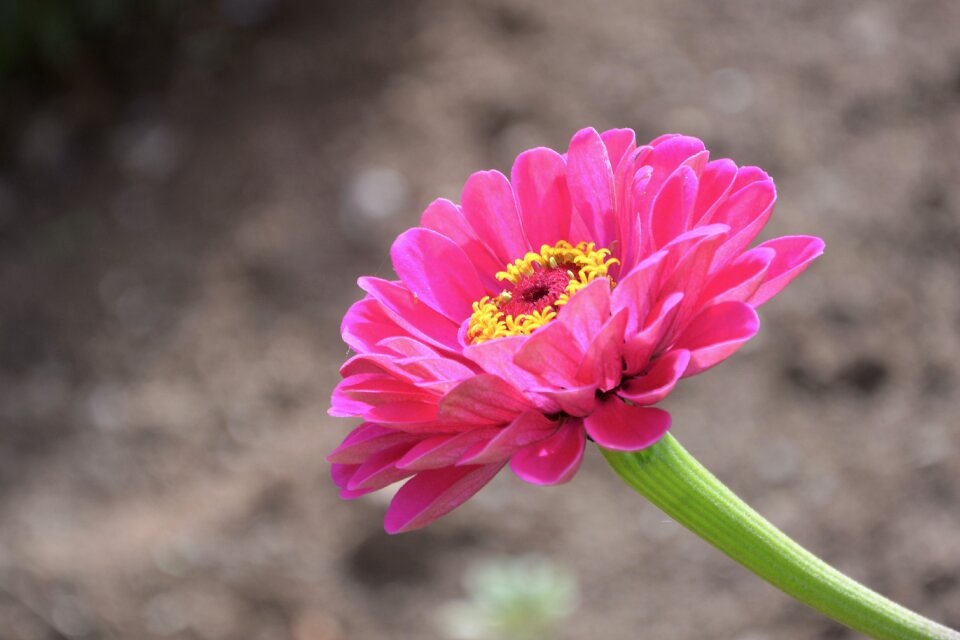 Nature bouquet plants