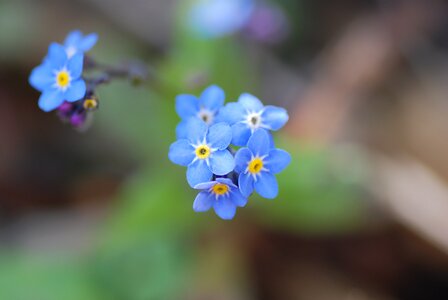 Spring plant blue photo
