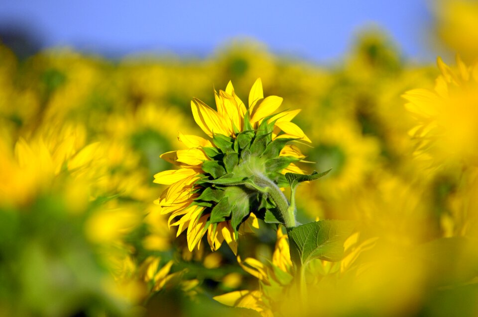 Syrian muslims sunflower seeds mass