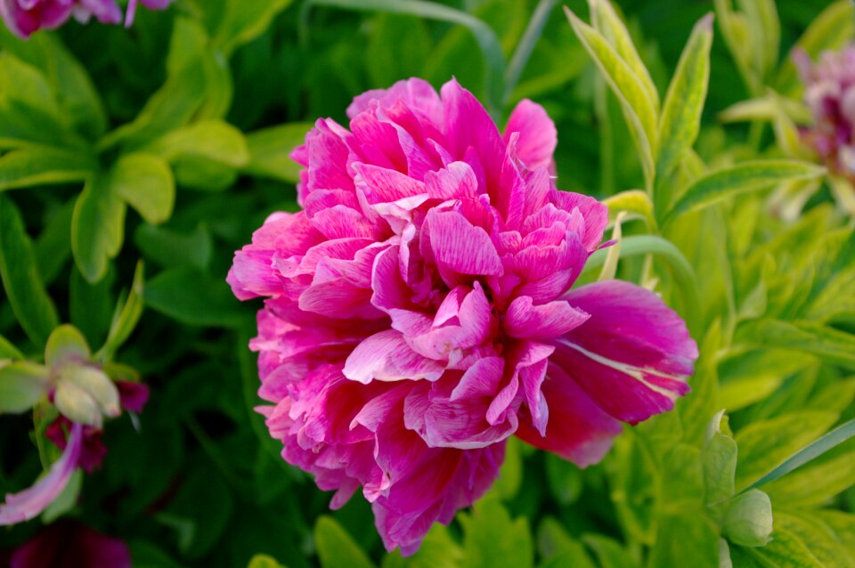 Plant summer blooming