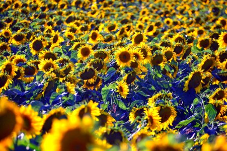 Syrian muslims sunflower seeds mass photo