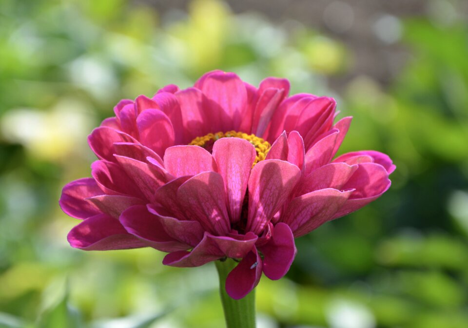 Nature bouquet plants