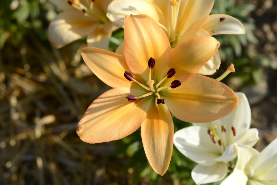 Bloom flower nature