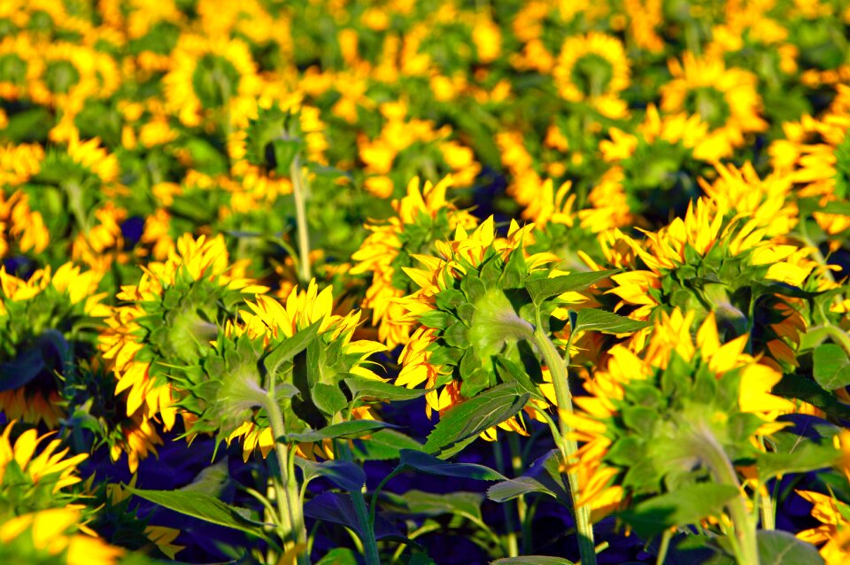Petal mass plant