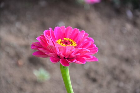 Nature petals bouquet