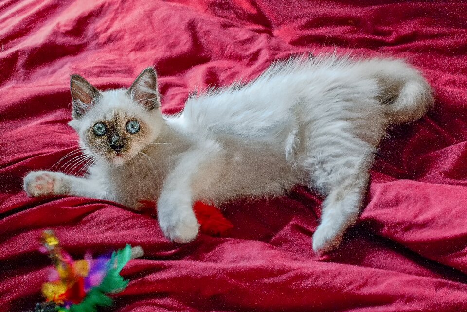 Cute feline animal