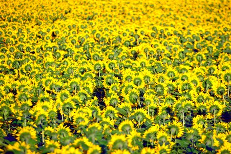 Petal mass plant