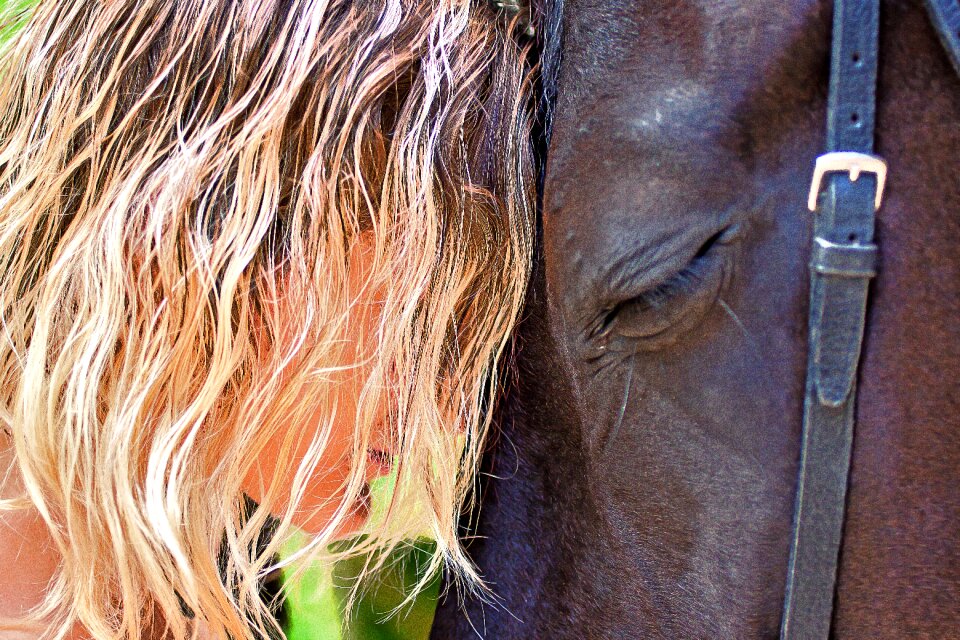 Nature mane hairstyle