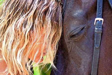 Nature mane hairstyle