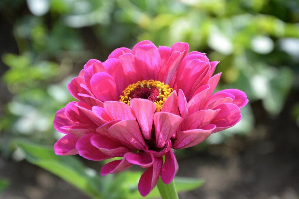 Nature color pink bouquet