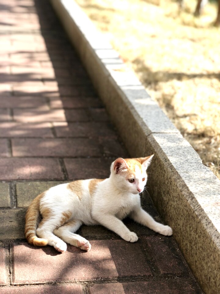 Cute sunshine lawn