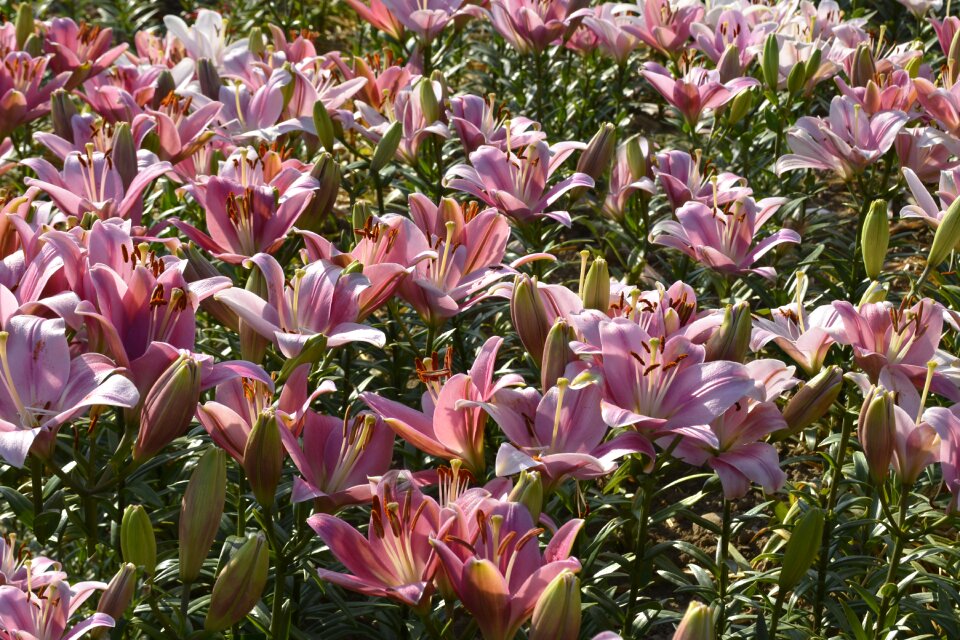 Bloom flower nature