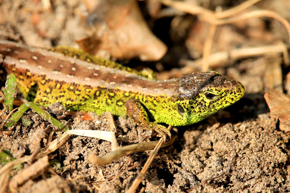 Lizard nature animal
