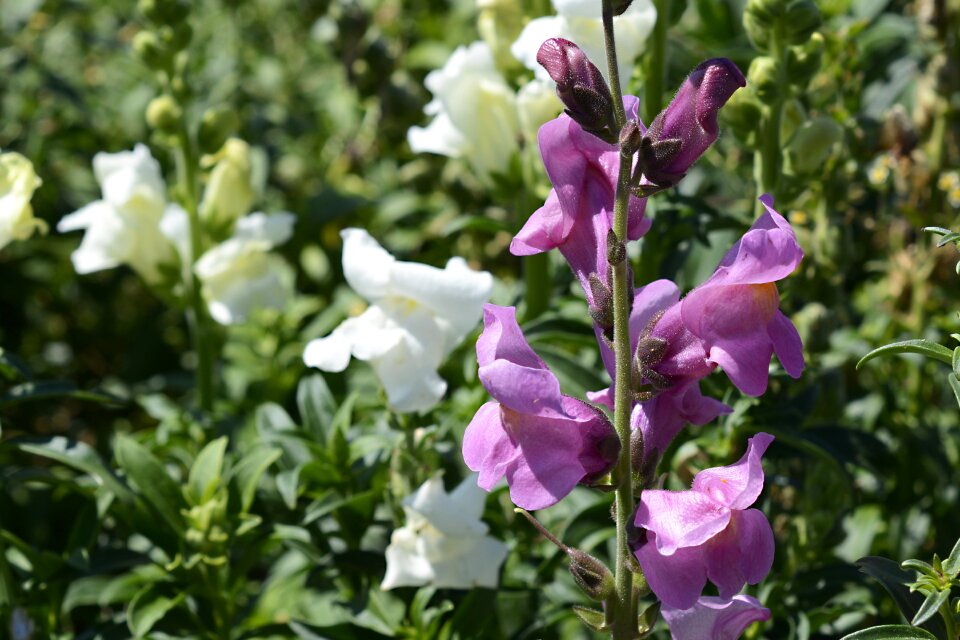 Snapdragon plantaginaceae ornamental flower