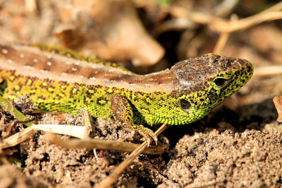 Lizard nature animal world