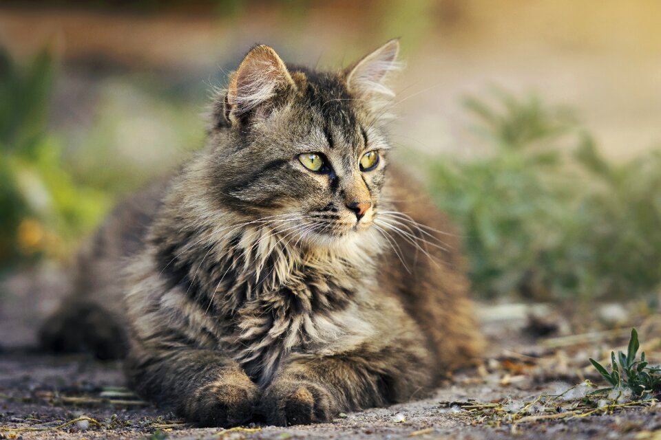 Feline resting brown cat photo