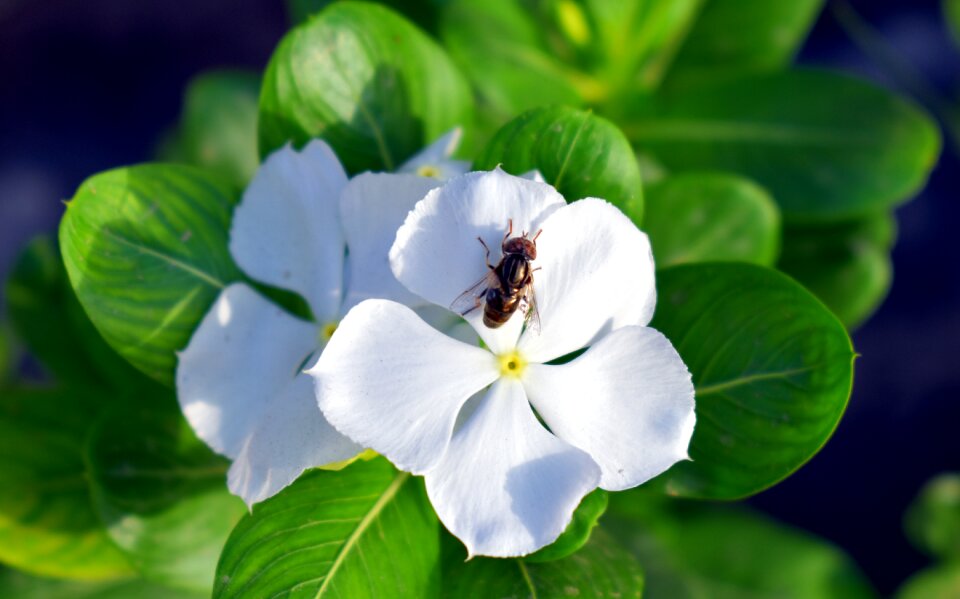 Fly periwinkle catharanthus