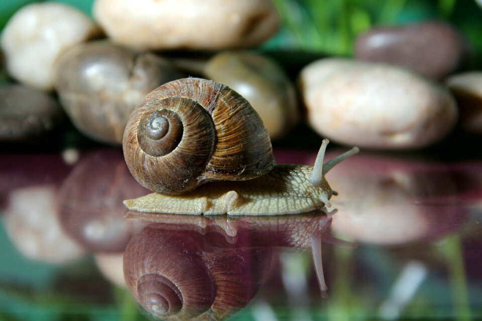 Crawl mollusk nature
