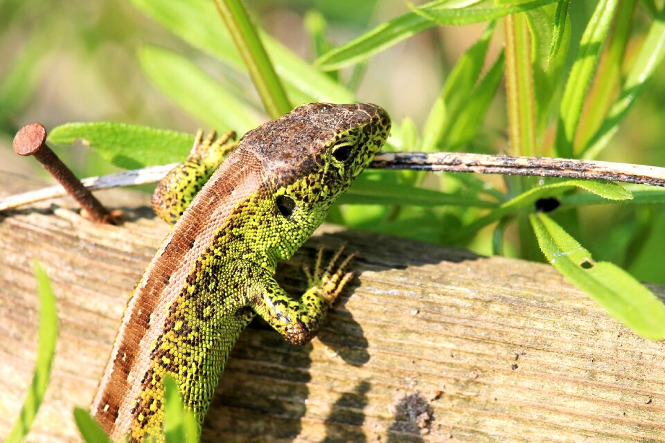 Lizard nature animal world