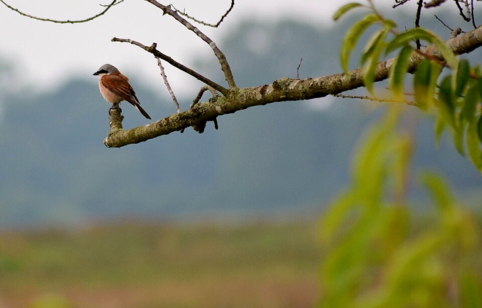 Bird animal world sitting