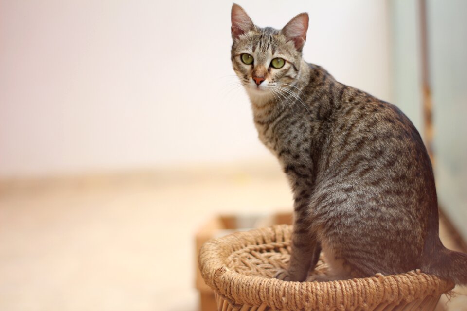 Feline curious watch photo