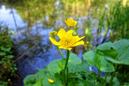 Plant blossom blooming