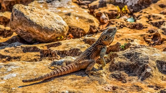 Wildlife animal stellagama stellio cypriaca