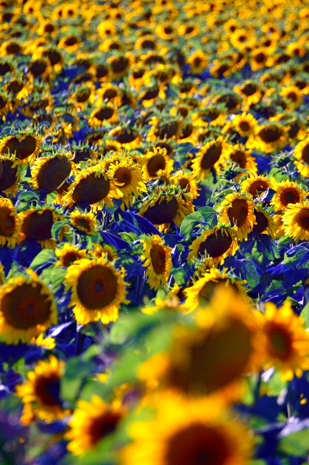 Petal mass plant