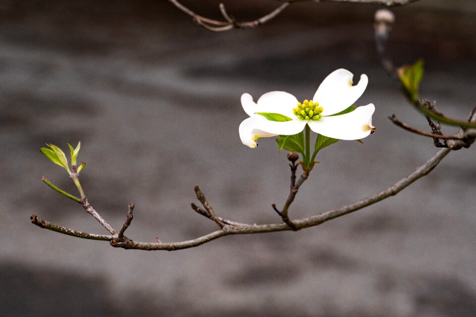 Flower blossom spring