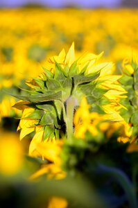Petal mass plant