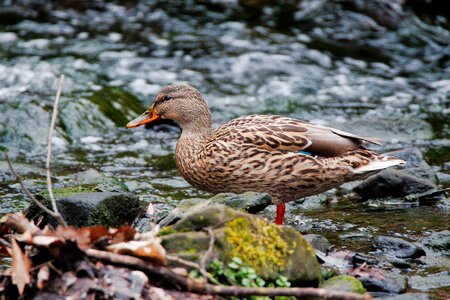 Wild animal waters