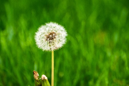 Dandelion nature grass photo