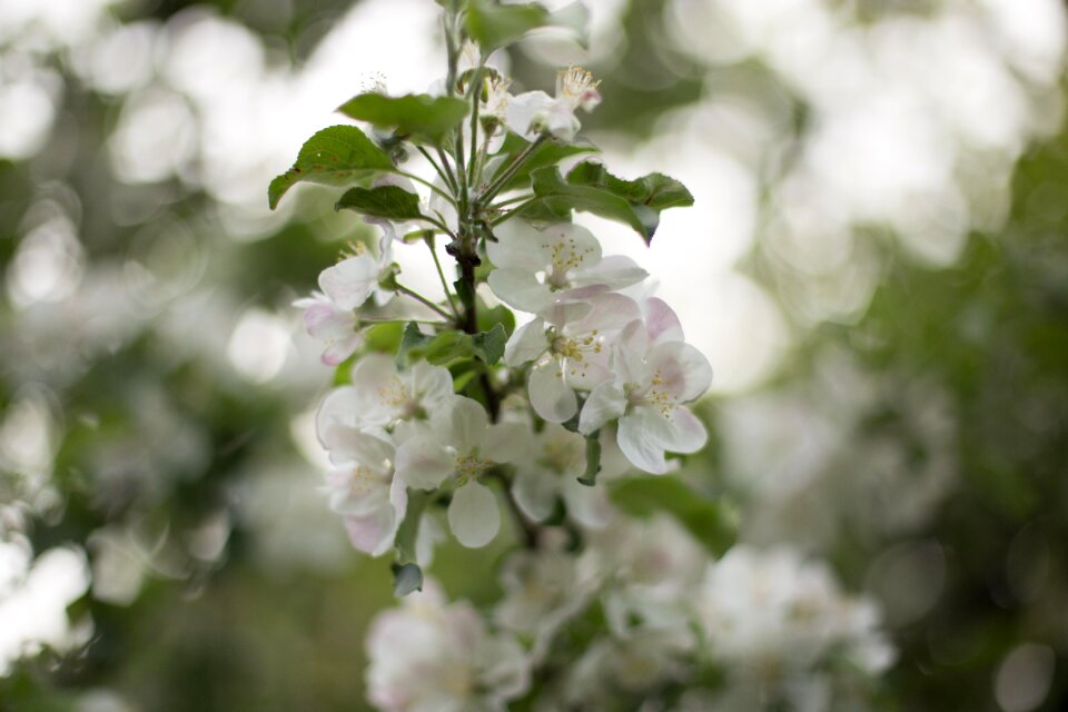 Plant flowers springtime photo