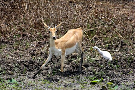 Wild mammal animal photo