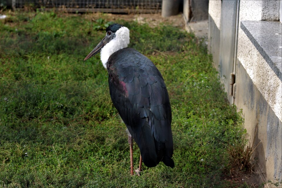 Marabu scavengers eastern