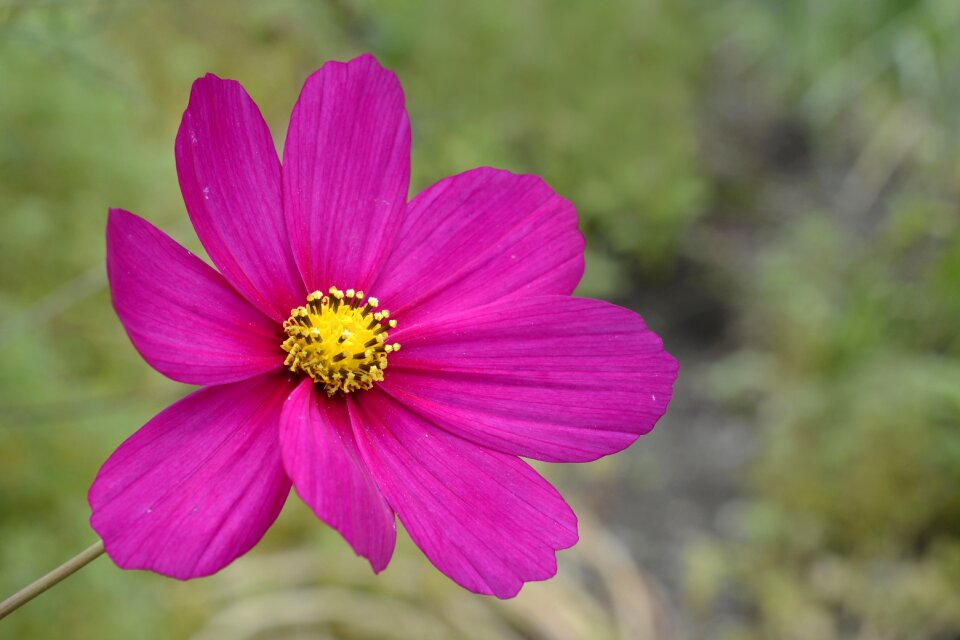 Flower cosmea garden
