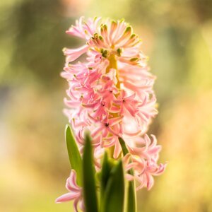 Flower spring pink photo