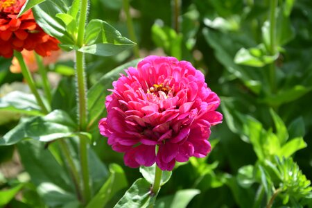 Nature bouquet plants