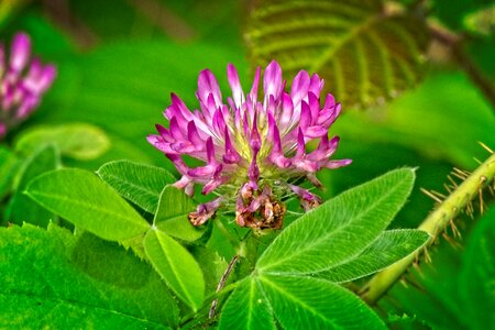 Medium clover trifolium medium fabaceae