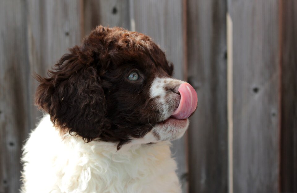 Doggy adorable tongue