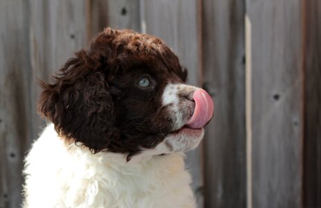 Doggy adorable tongue