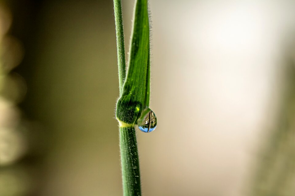 Hookah dewdrop nature