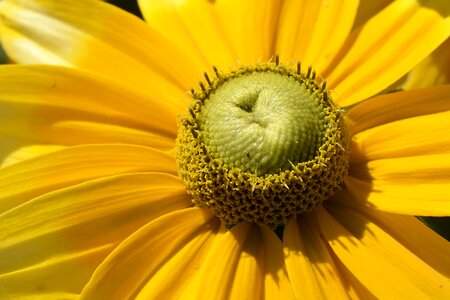 Nature flower plant