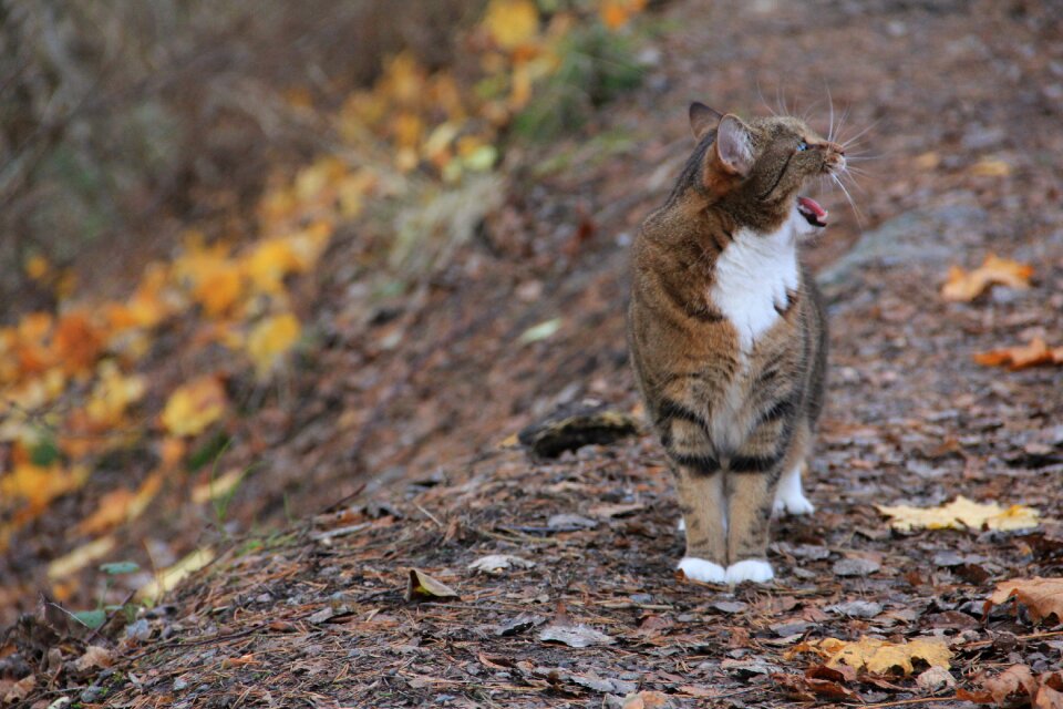 Animal life mammal cat