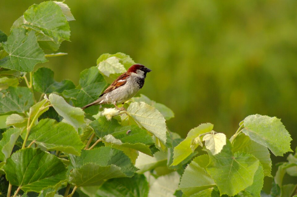 Nature ornithology garden