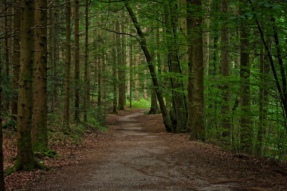 Mixed forest nature trail