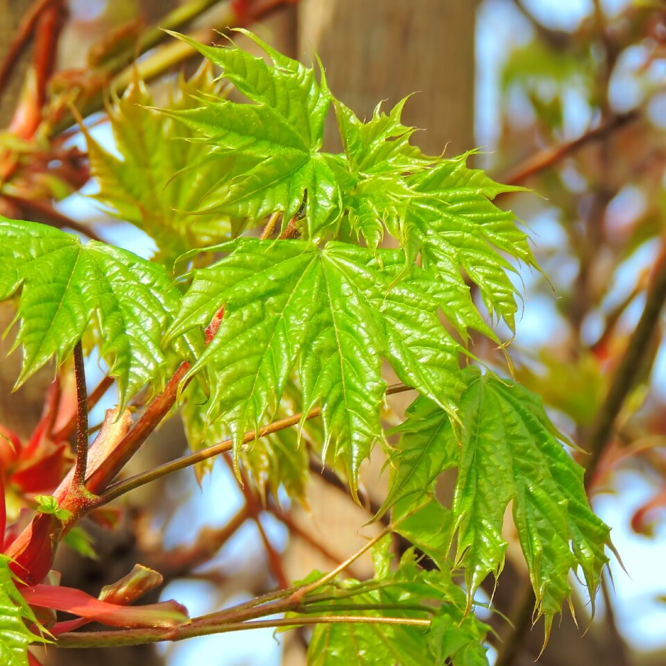 Nature close up tree