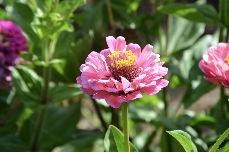 Nature bouquet plants